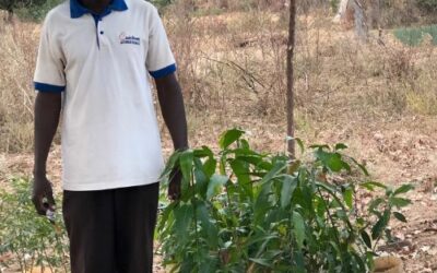 Plantation de 100 arbres